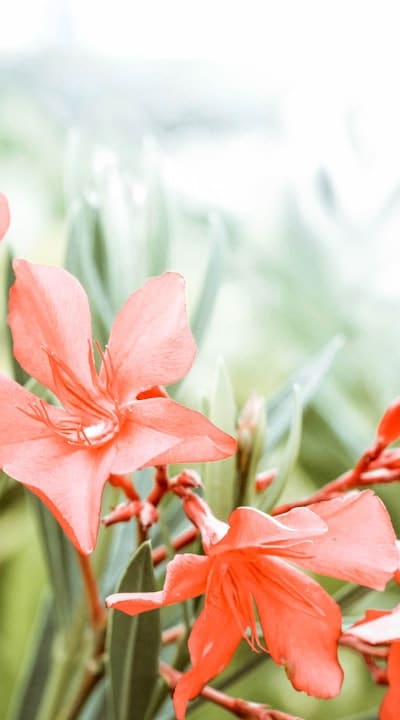 Proper watering is crucial for flowering plants.