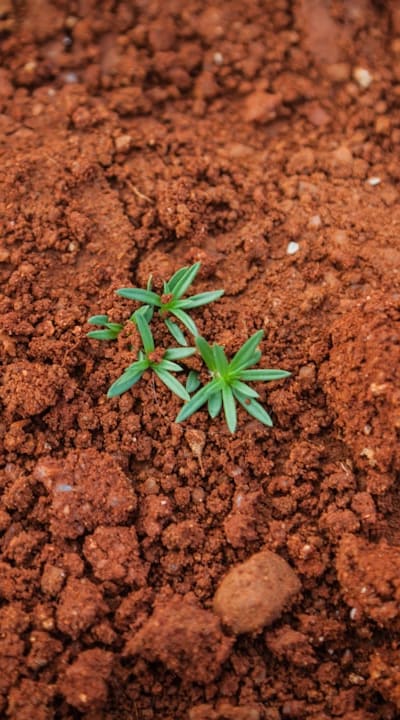 Proper watering is critical for the success of your perennial flower seeds. Keep the soil consistently moist, but not waterlogged, throughout the germination and seedling stages.