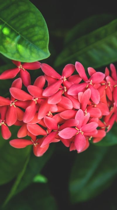 A woman watering flowers in a garden