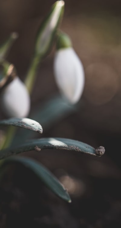 Mulching helps retain soil moisture and suppress weeds.