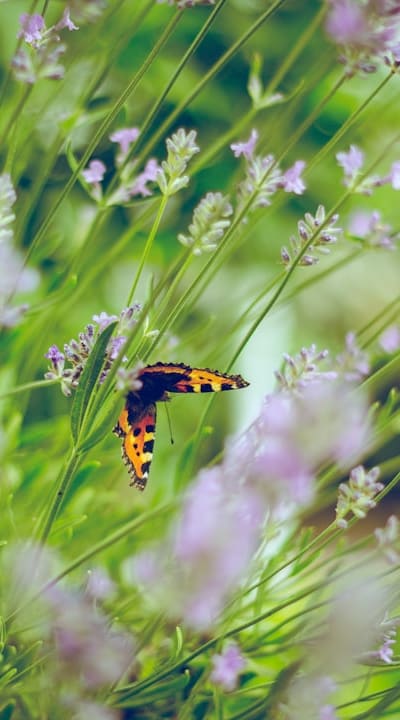 Tips for Extending the Blooming Season in Your Deck Garden