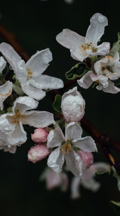Transplanting flowers: the key to success in your cottage garden.