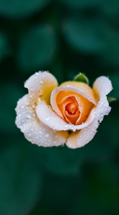 Alt text: Fragrant flower seedlings in the garden.