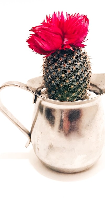 Proper watering is key for organic fruit seed cultivation.