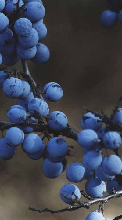 Preparing the planting area for healthy fruit seedlings