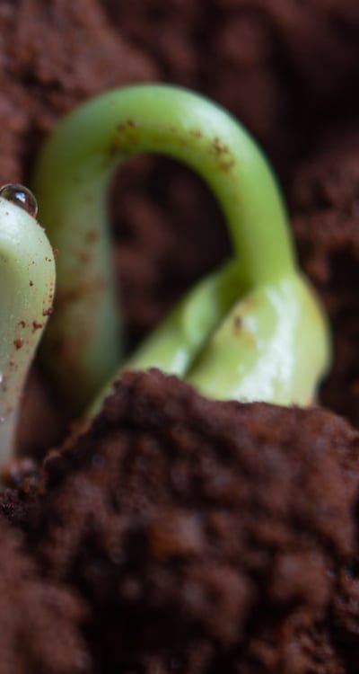 Proper soil preparation for successful fruit plant growth.