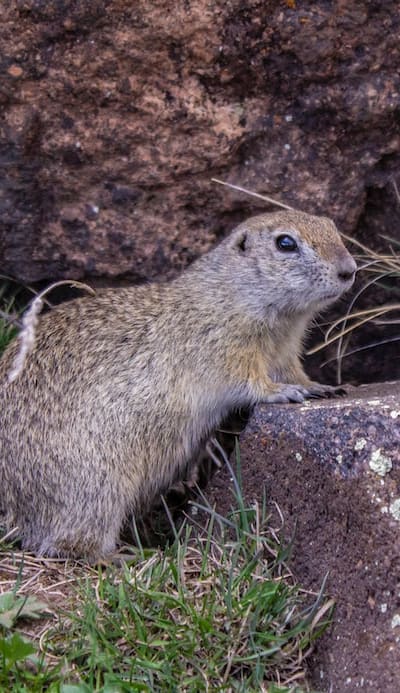 Testing soil pH is crucial for healthy fruit plants.