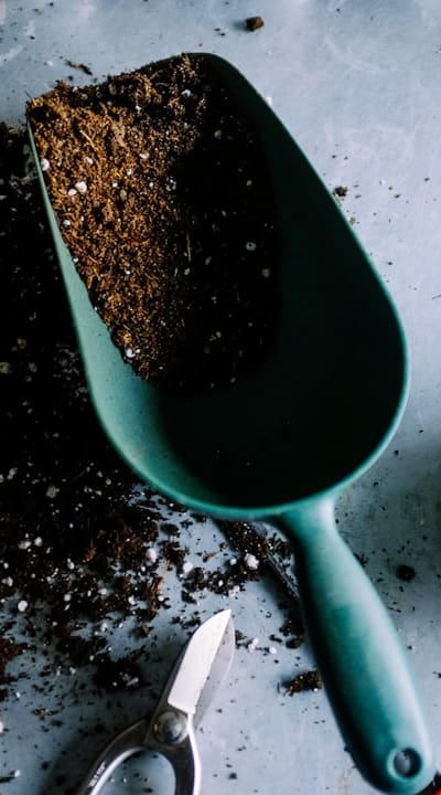 Organic seed collection promotes chemical-free gardening.