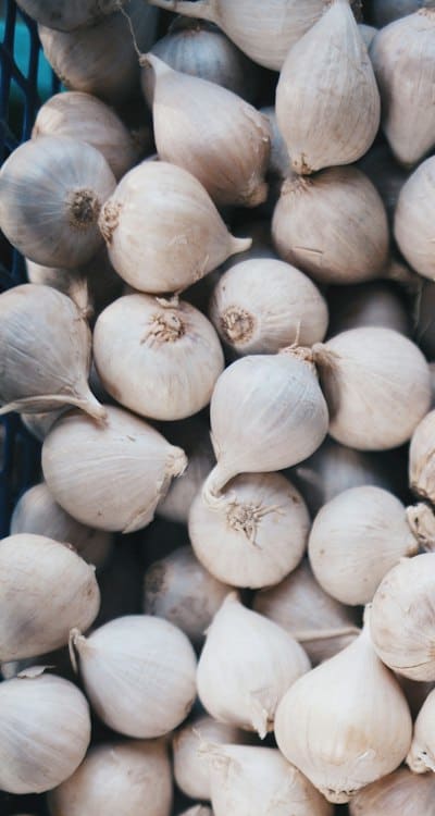 Harvested garlic bulbs ready for curing and storage