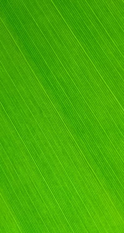 Planting green bean seedlings in soil.