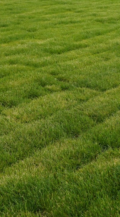 Sunlight, Green beans