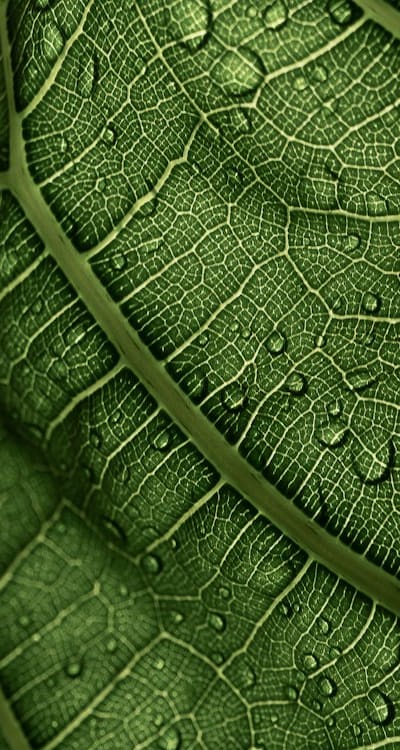 Preparing soil for planting green beans.