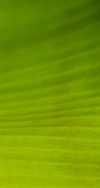 Proper planting techniques for successful companion planting