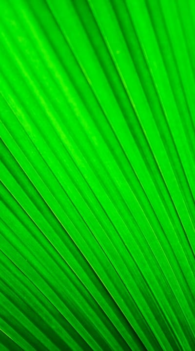 Nutrient-rich soil for healthy green bean plants