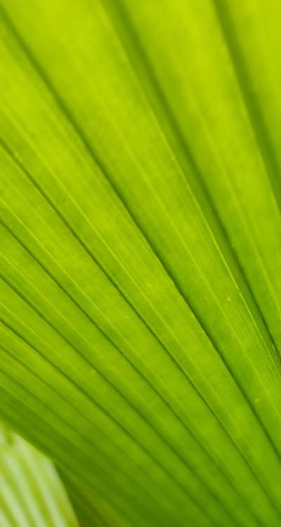 Seedling damping off prevention tips