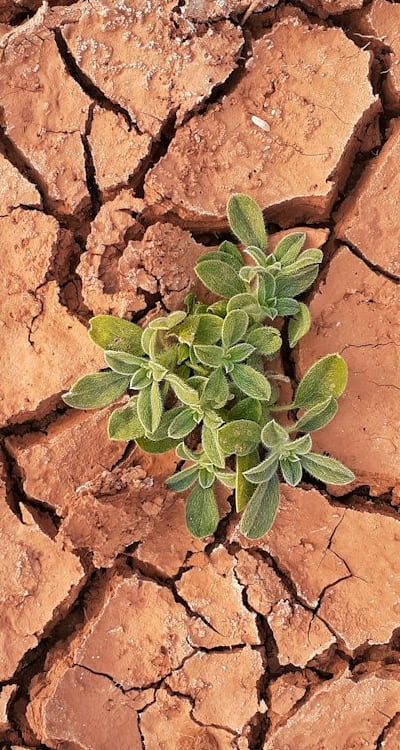 Preparing the soil for optimal gymnosperm seed growth