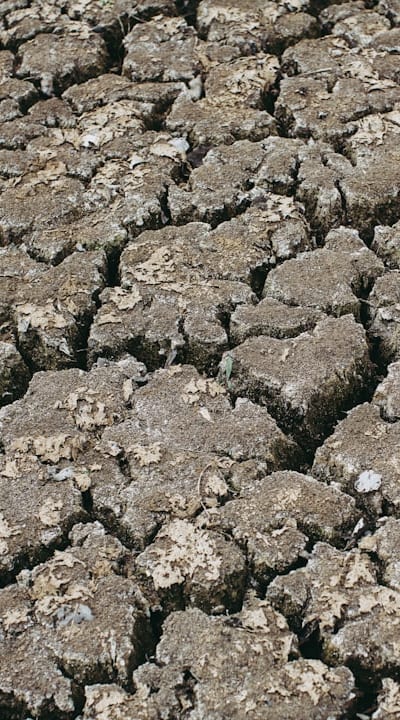 Gymnosperm seeds in optimal soil conditions