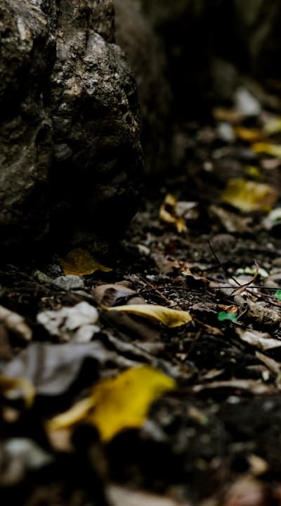 Preparing soil for optimal gymnosperm growth.