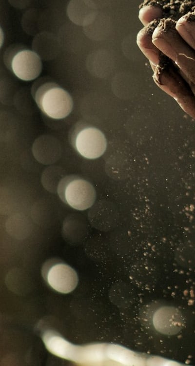 Fertilize herb seedlings with balanced organic fertilizer.