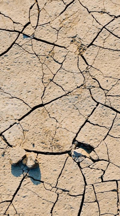 Organic matter improves soil structure and promotes nutrient availability.