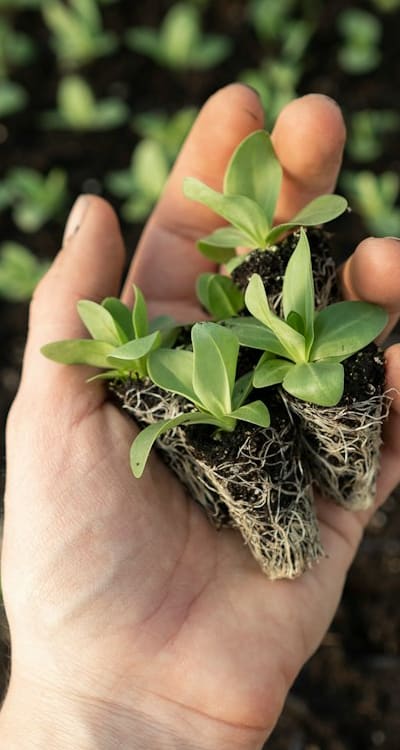 Garden soil preparation for planting iris bulbs.