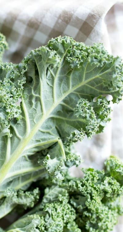 Kale seedling affected by damping-off disease