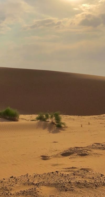 Fusarium wilt: symptoms, prevention, and treatment for kale plants