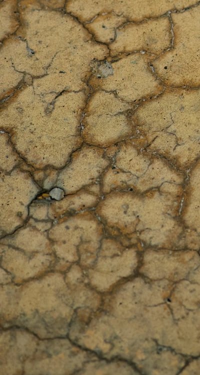 Common pests for seedlings: aphids, snails, slugs.
