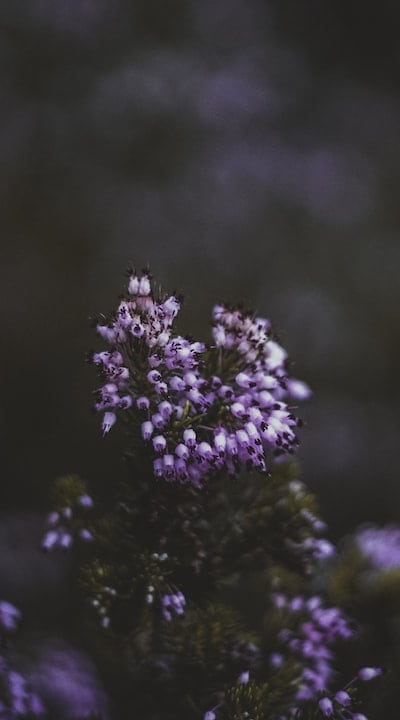 Choosing the right soil type for fragrant flowers.