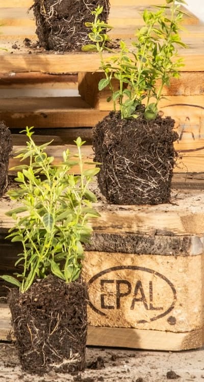 Watering lilies: Finding the right balance for healthy growth.