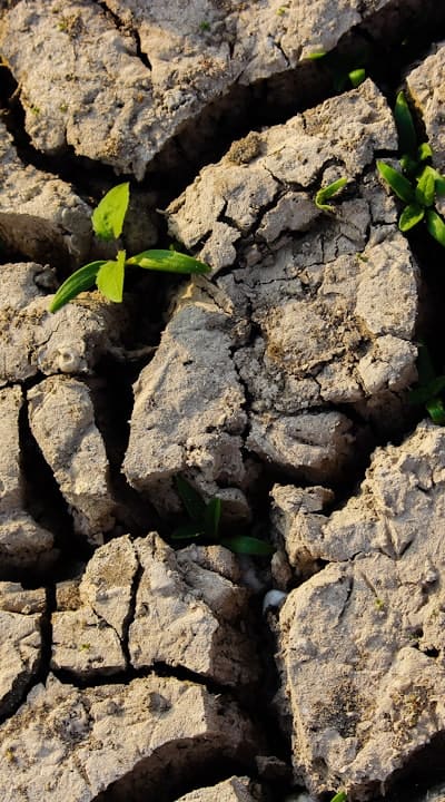 Direct sowing perennial flower seeds in garden soil.