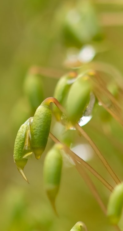 A bag of seed starting mix