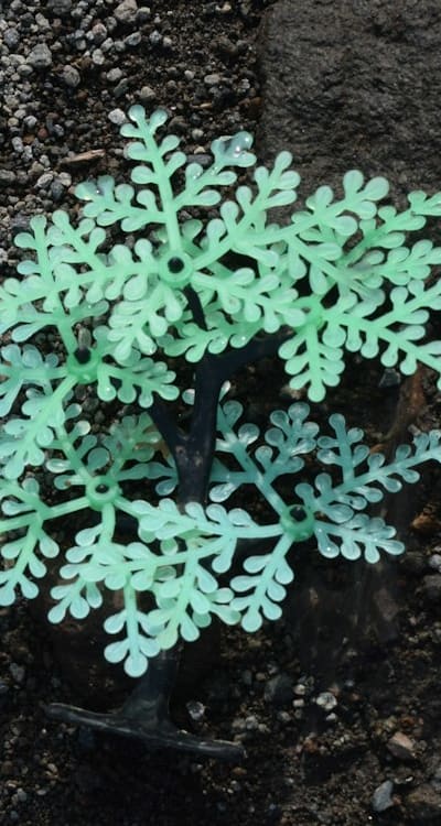 Properly prepare perennial climber seeds for successful germination.