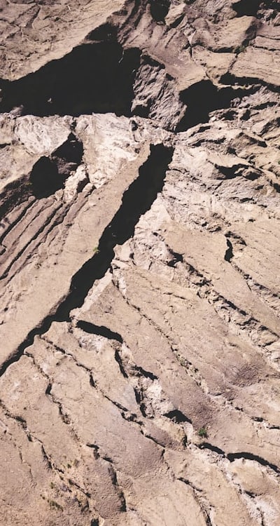 Steps for successful perennial flower seed germination