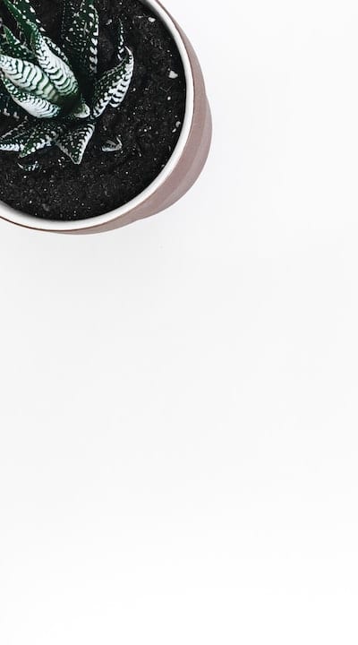 A garden with organic plants and soil.