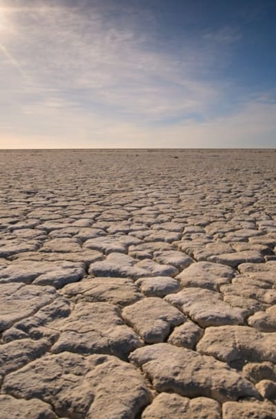 A close-up of pole bean seeds being planted in soil.