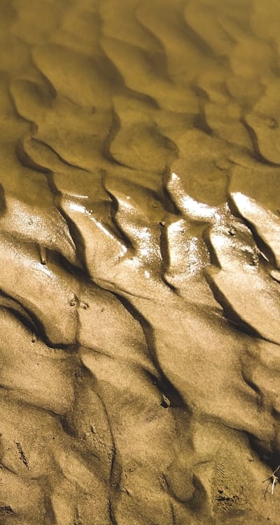 Poppies being sown in prepared soil