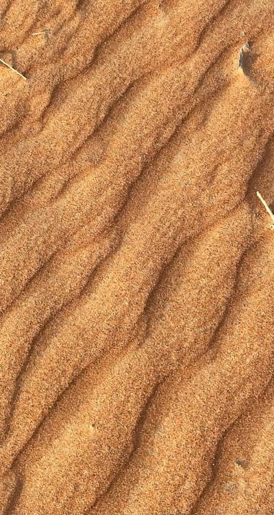 A radicle emerging from the soil for germination.