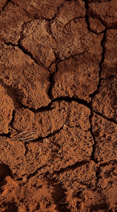 Creating the ideal soil conditions for radish seeds.