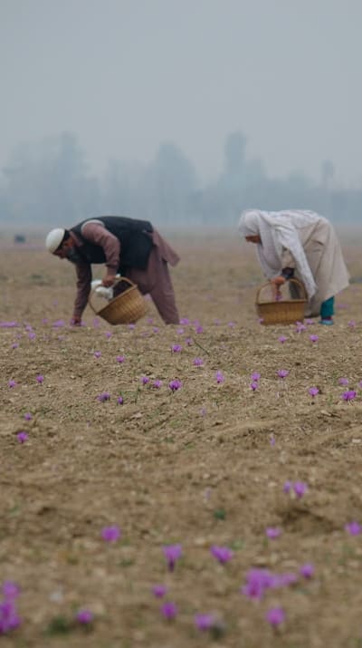 Preparing the soil for successful radish growth