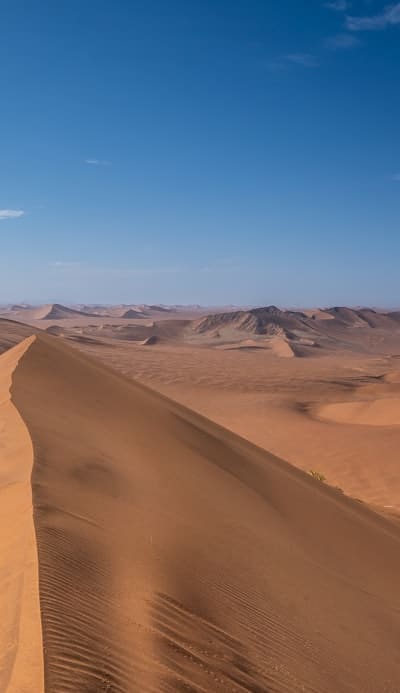 Healthy radish plants in well-balanced sunlight and moist soil.