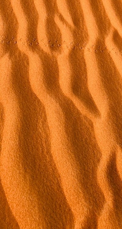 Preparation techniques for growing rutabagas.