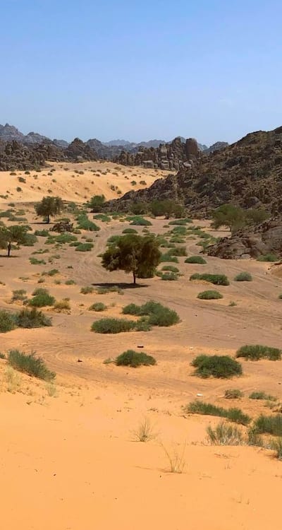 Emerging seedling with radical growing into soil
