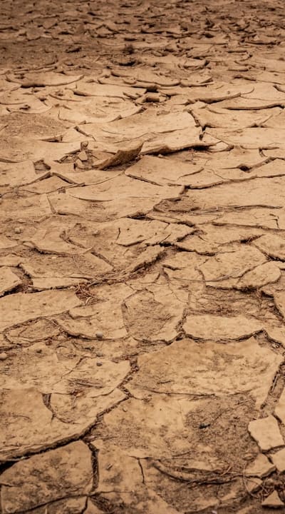 A seedling emerging from the soil