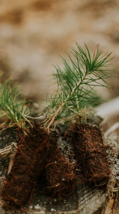 Organic seedling soil provides a natural start for plants.