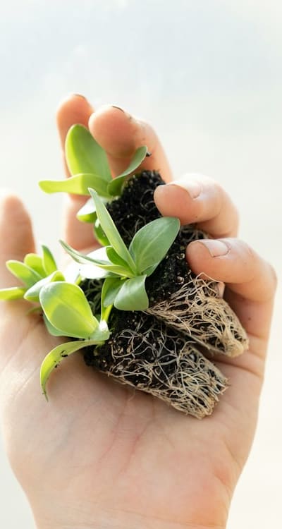 Backfilling soil around seedlings for proper root development.