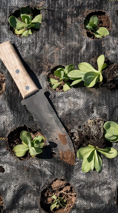 Transplanting seedlings into the soil