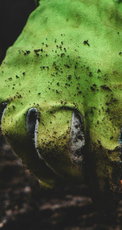 Seeds being carefully planted in prepared soil.