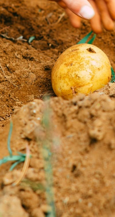 Proper watering and fertilizing for healthy seed development