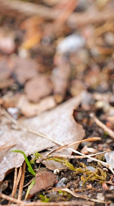 Monitor and care for stratified seeds